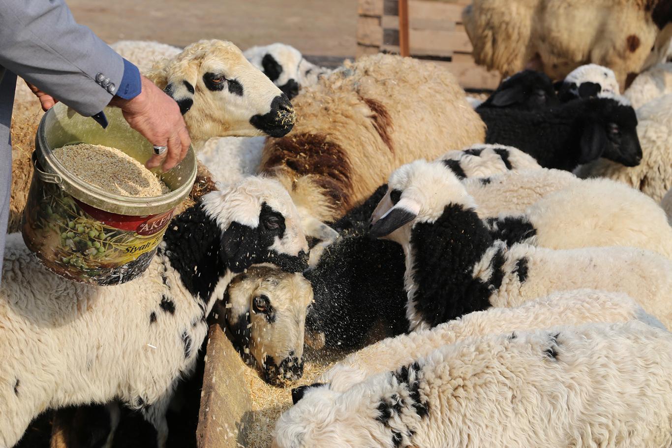 Üretici başına 300 koyun projesinin detayları açıklandı